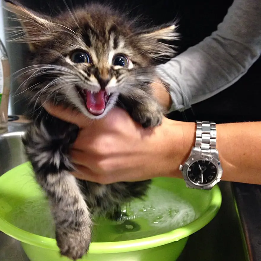 Hayatını kedileri kurtarmaya adadı 68