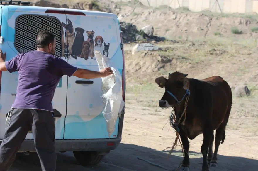 Kaçan dana ortalığı birbirine kattı: Gel kurban olduğum 14