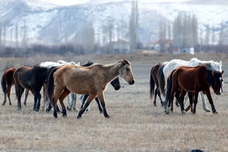 “BÖLGEYE AYRI GÜZELLİK KATIYOR” 3