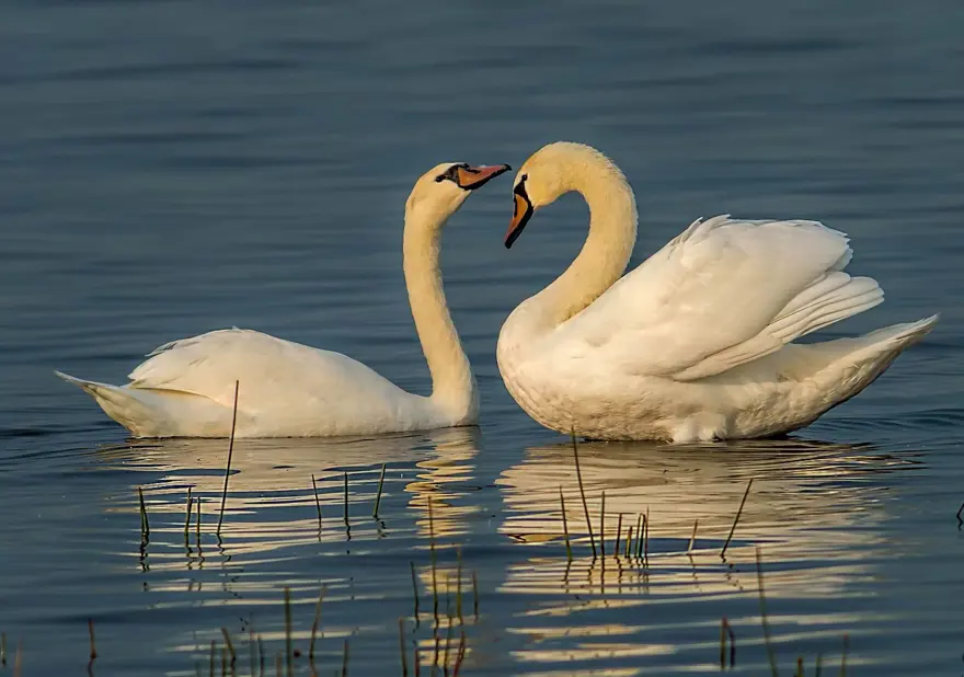 Fotoğraf tutkunu cumhuriyet savcısı 358’inci kuş türünü belgeledi 10