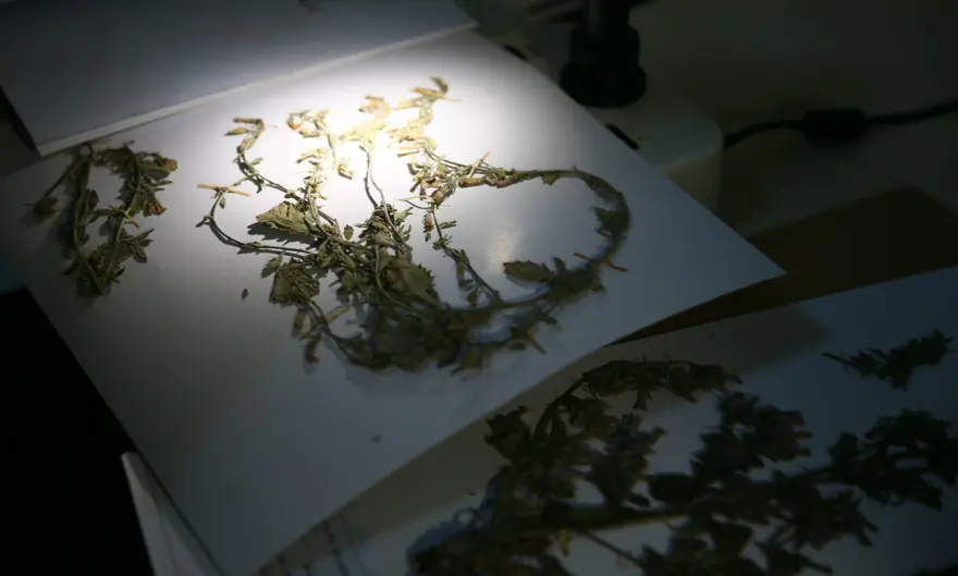 Munzur Vadisi'nde keşfedilen bitki türü literatüre kazandırıldı 2