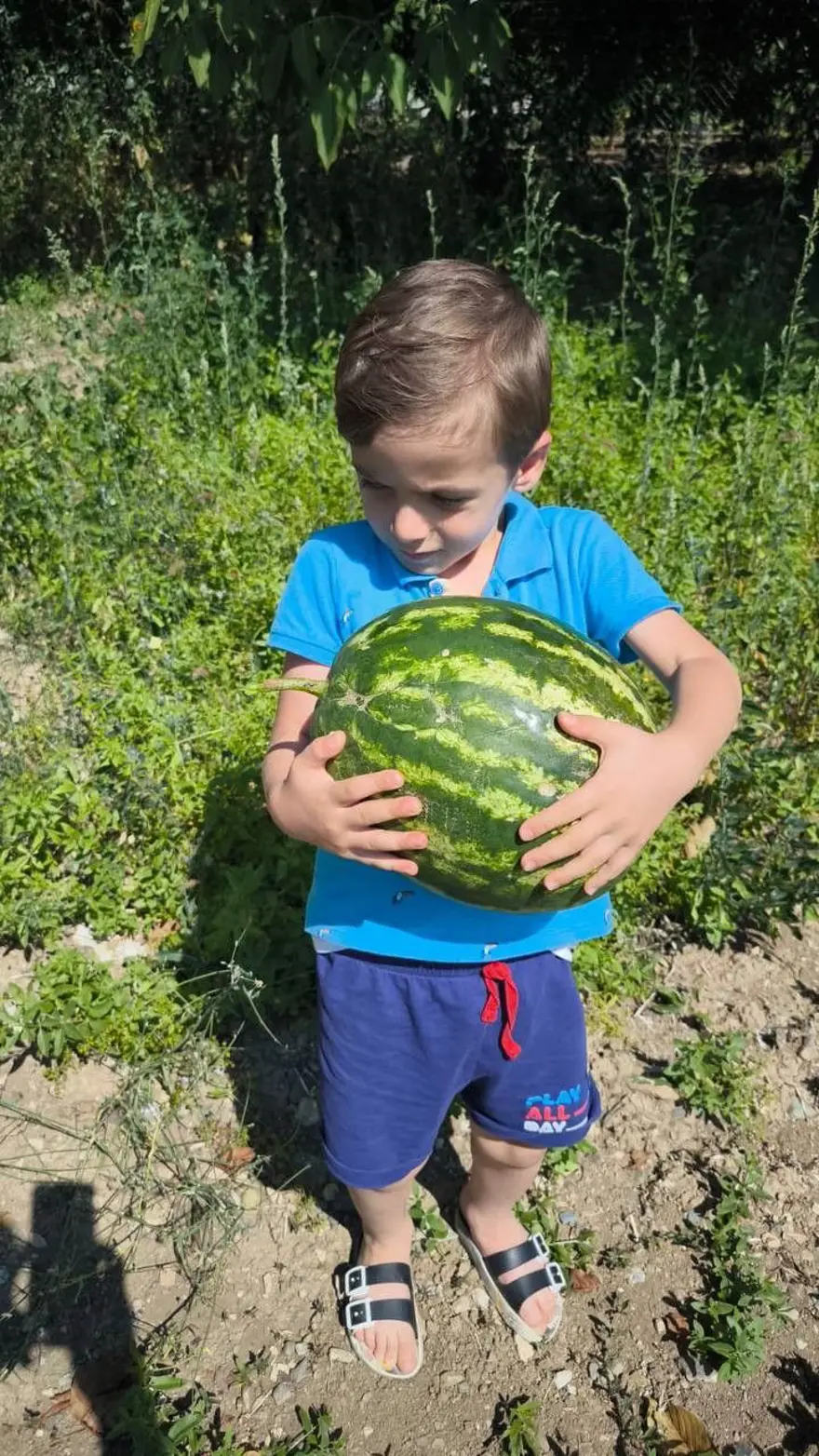 17 ton karpuzu bedava dağıttı! 45 dakikada bitti 2 17 ton karpuzu bedava dağıttı! 45 dakikada bitti 2