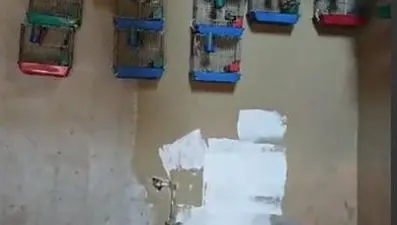 Evinde 21 tane saka kuşu bulunan kişiye ceza