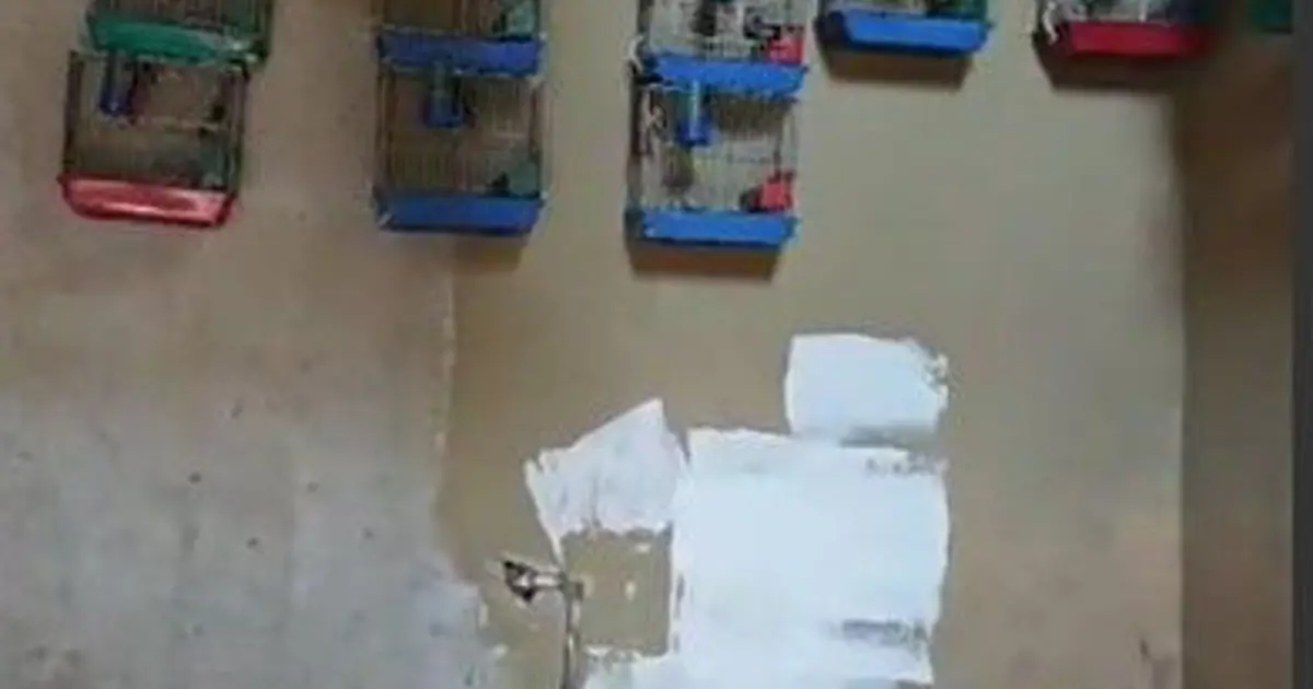 Evinde 21 tane saka kuşu bulunan kişiye ceza