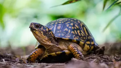 "Oyuncak" etiketli kutulardan yüzlerce kaplumbağa çıktı