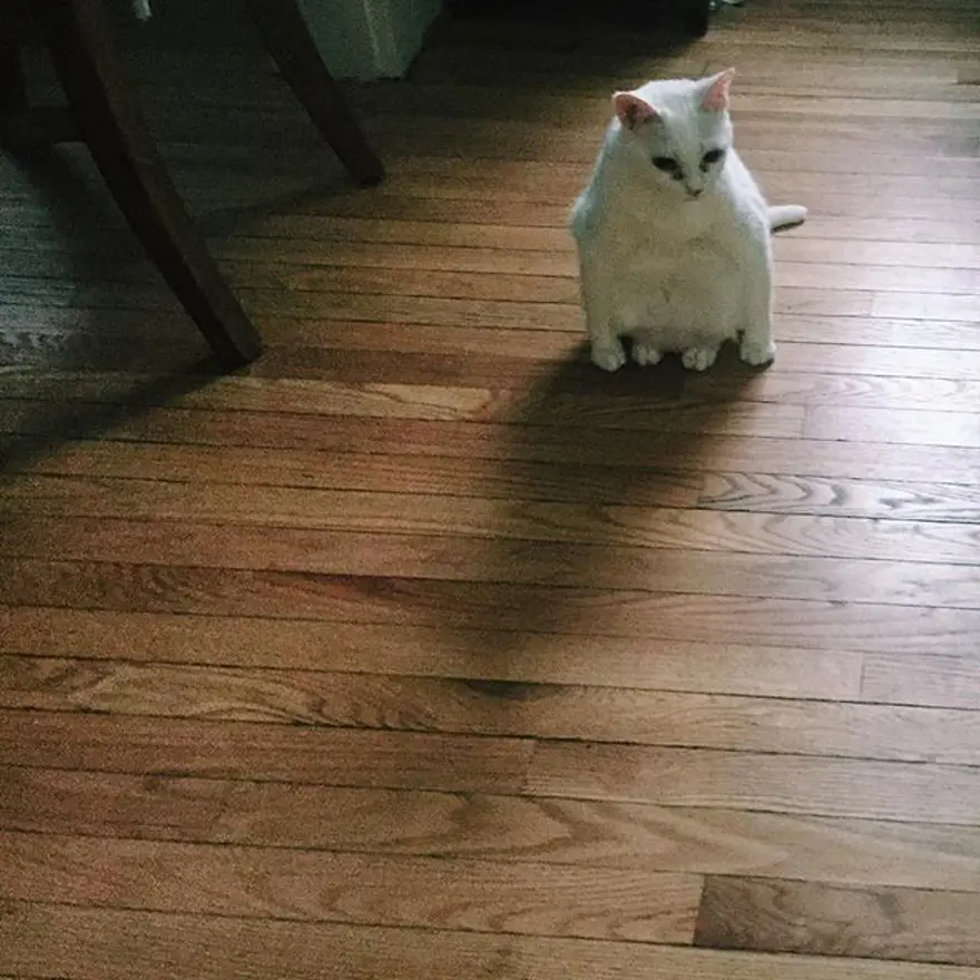 Hayatını kedileri kurtarmaya adadı 242