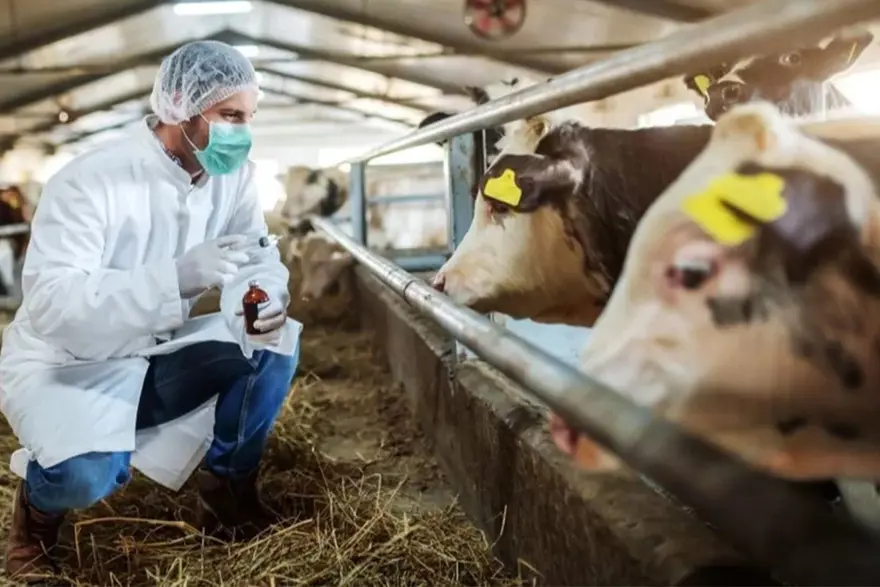 ŞAP HASTALIĞI BELİRTİLERİ 4