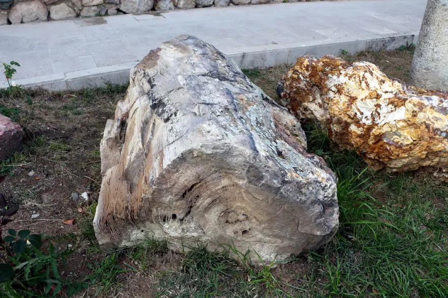 Tokat'ta tropikal iklim kuşağına ait 41,5 milyon yıllık ağaç fosilleri bulundu 