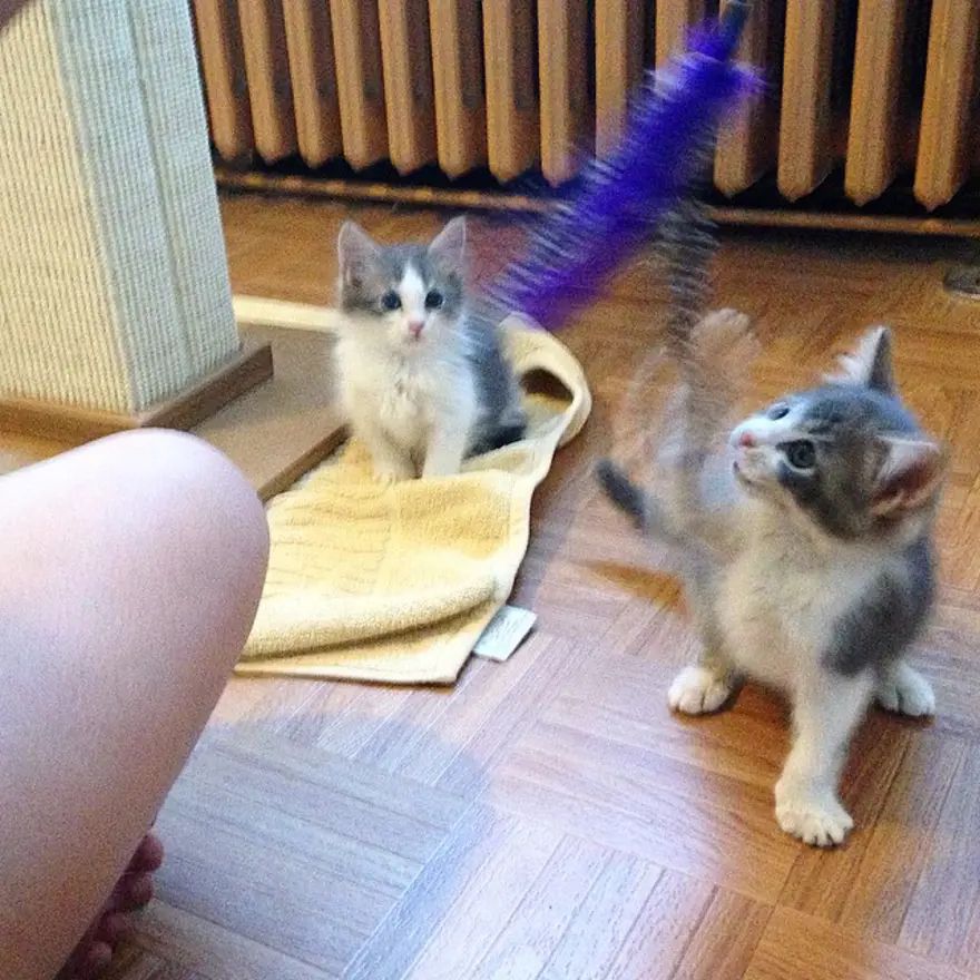 Hayatını kedileri kurtarmaya adadı 60