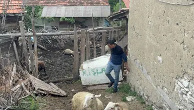 Kütahya'da kurtlar ağıla girdi