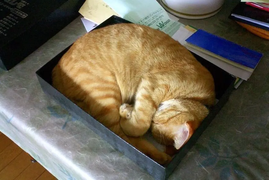 İnternetin yeni fenomenleri 123