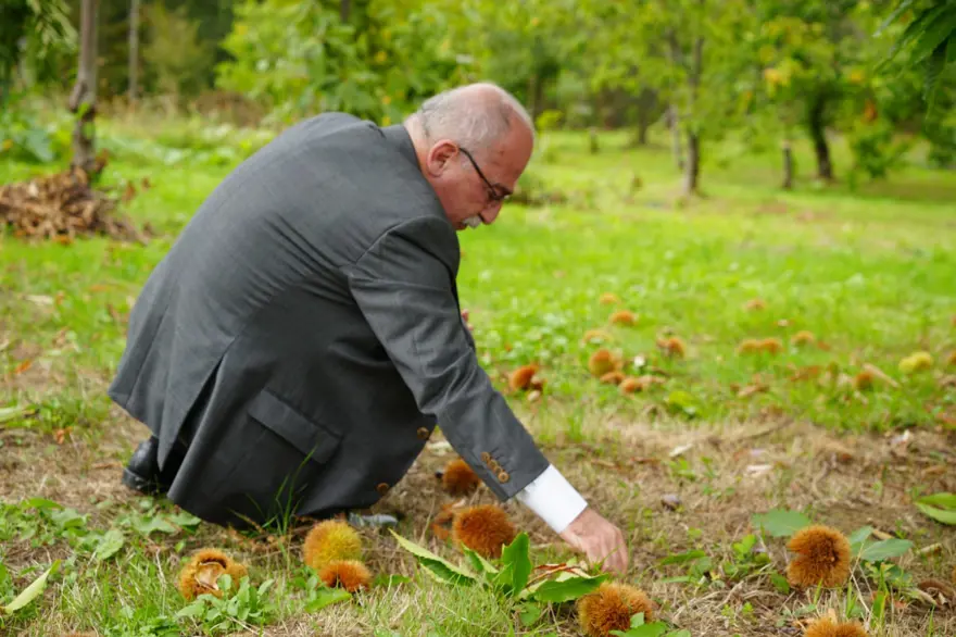 Hasat zamanı başladı: Gal arısı ve hastalıklara dayanıklı 3