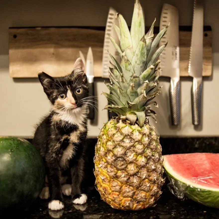 Hayatını kedileri kurtarmaya adadı 88