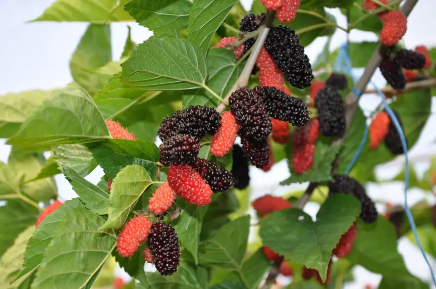 HASAT NİSAN SONUNA KADAR DEVAM EDECEK 2