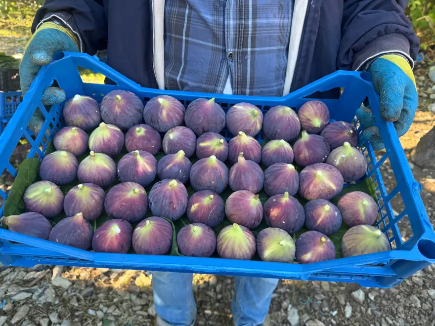 1 ay gecikmeli olgunlaştı: Hasatta sona gelindi ama verim düşük 4 1 ay gecikmeli olgunlaştı: Hasatta sona gelindi ama verim düşük 4