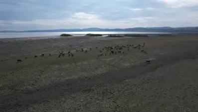 Su seviyesi azaldı, gölün büyük kısmı kurudu: Koyunlar otluyor