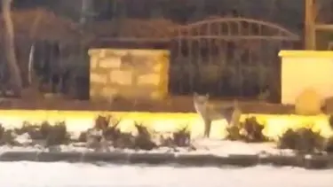 Elazığ’da aç kalan tilki yiyecek bulmak için şehre indi