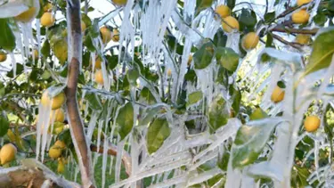 Meteoroloji'den "zirai don" uyarısı