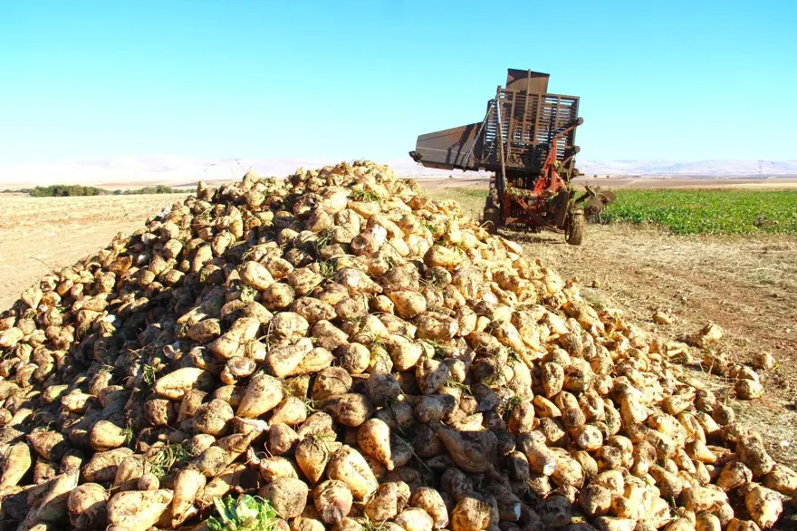 Üreticilerin önemli gelir kapısı: Hasat başladı 3