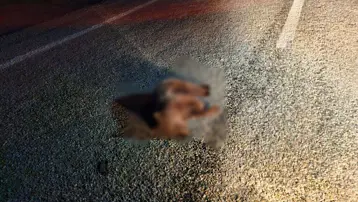 Kütahya'da yolda ölü yavru ayı bulundu