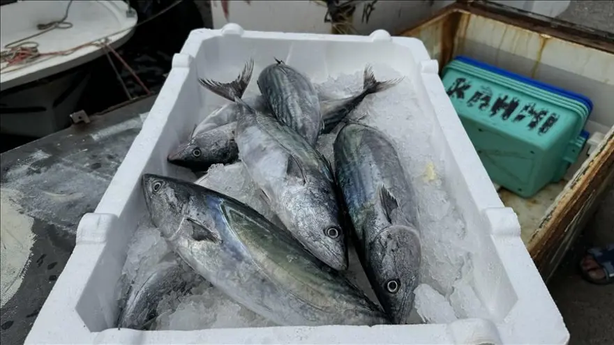 Popülasyon kendini yeniledi, son 19 yılın en yükseği! Türkiye'de palamut bolluğu yaşanıyor 