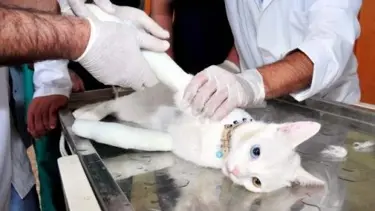 Deprem kedileri bunalıma itti