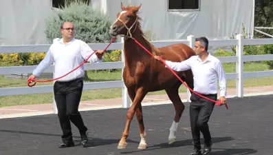 Rekor "Taşkın Kral"ın