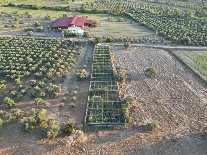 Hasat başladı, kilosu 180 TL'den alıcı buluyor... Bakımı domates, biber gibi 1 Hasat başladı, kilosu 180 TL'den alıcı buluyor... Bakımı domates, biber gibi 1