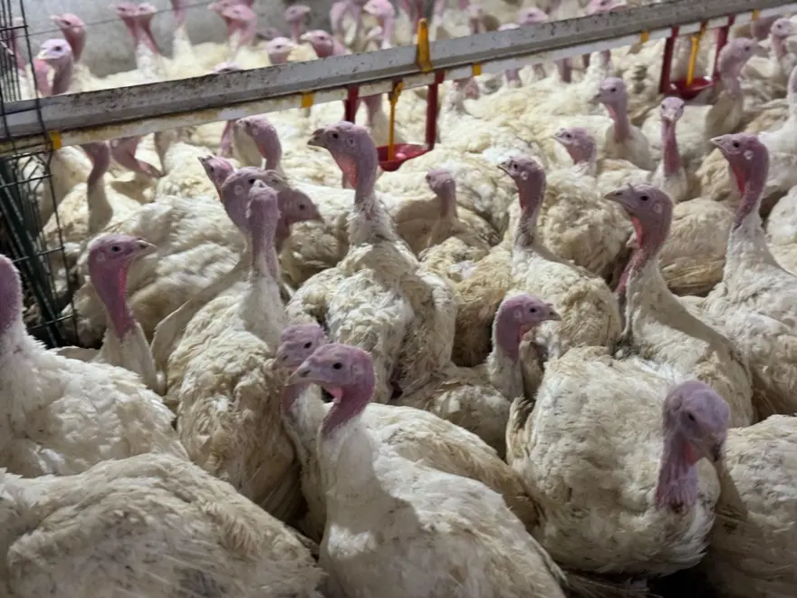 Kilosu 300 liradan alıcı buluyor: Bu ete her geçen gün rağbet artıyor 3