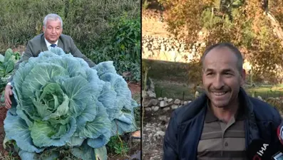 Dev lahanalar çiftçiyi bile şaşırttı: Sadece güvercin gübresi verdim