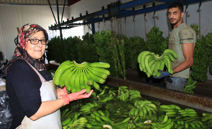 Muz üreticide 3 lira markette 12 lira 1