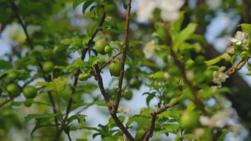 Her pakette 9 tane: Kilosu 8 bin liradan alıcı buluyor 3