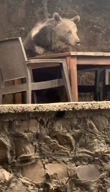 Lokantaya giren ayı masaya oturup servis bekledi