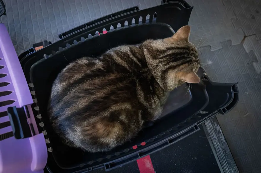 Obez kedi Simba: Pilates yaparak, havuzda yüzerek zayıflamaya çalışıyor 6
