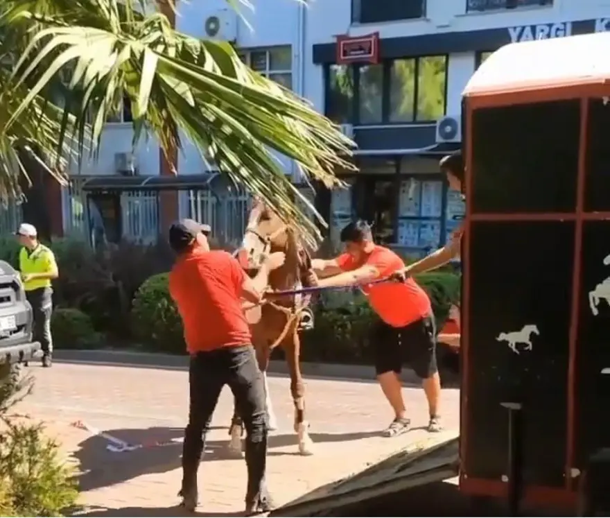 Atı tokatlayan süvariye para cezası 2