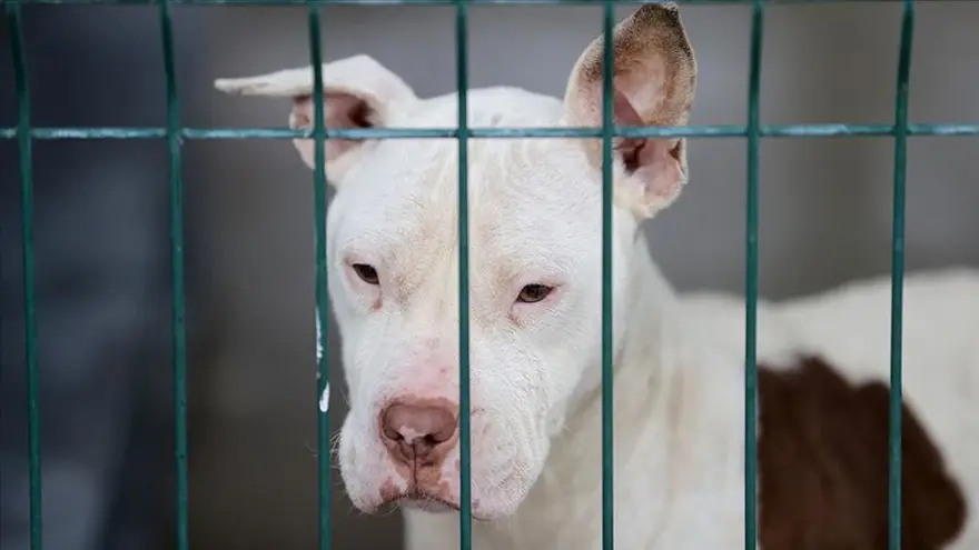 19. SORU: Ev hayvanı nakillerinde ve seyahatinde hangi belgeler istenecek? 18 19. SORU: Ev hayvanı nakillerinde ve seyahatinde hangi belgeler istenecek? 18