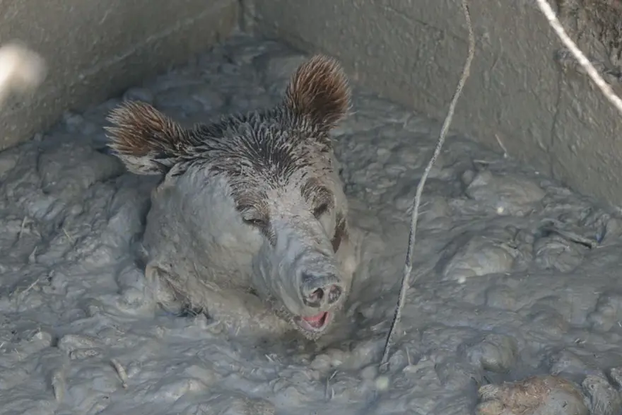 Bolu’da kuyuya düşen ayı 13 saat sonra kurtuldu 1