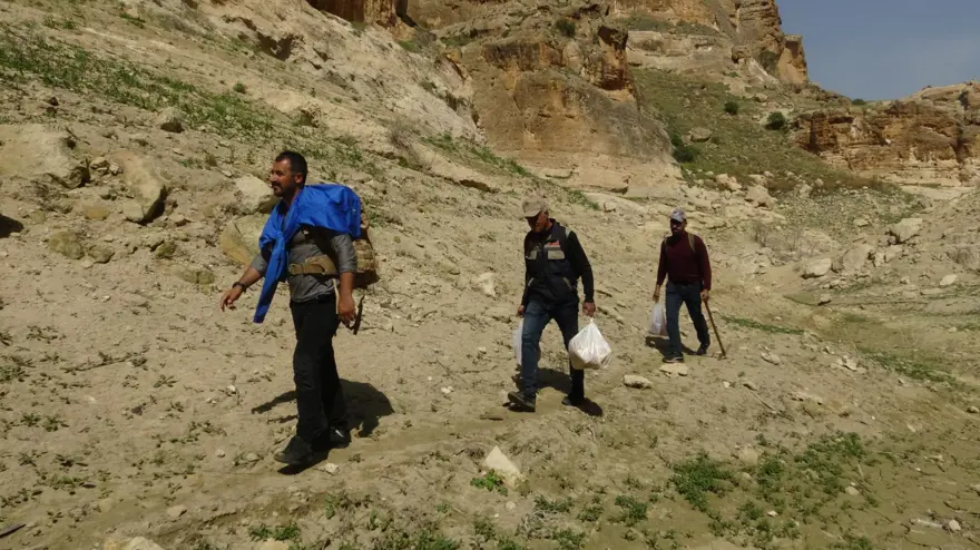 &quot;Yılan otu&quot; olarak da biliniyor, ölüme meydan okuyup topluyorlar: Hastalıkların şifası bitki 3