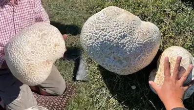 Doğada gezerken dev mantar buldu