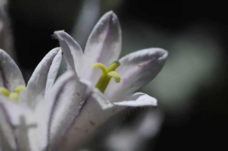 Munzur Vadisi'nde keşfedilen bitki türü literatüre kazandırıldı 