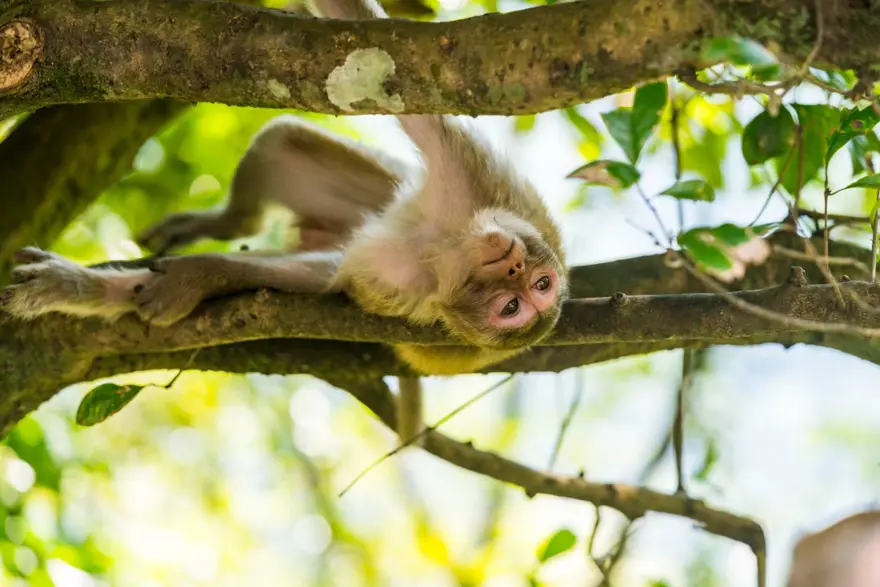 Sri Lanka'da ekonomik kriz: 100 bin makak maymununu satıyor 7