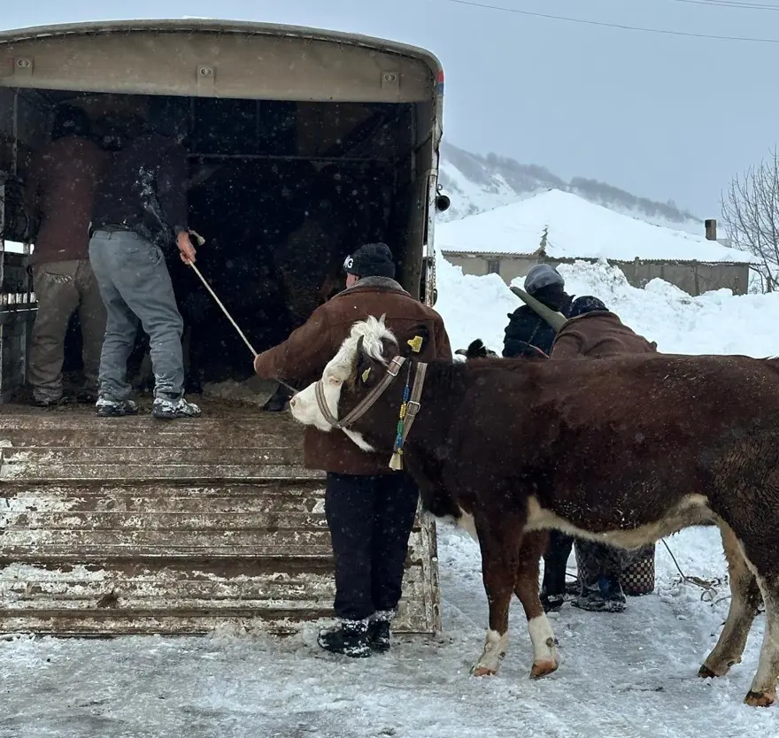 Kar yağışı hayatı olumsuz etkiledi: Besiciler yaylada mahsur kaldı! 1