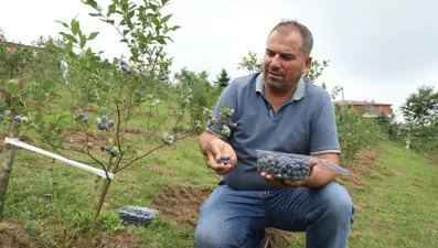 Mavi yemiş yüz güldürdü: Kilosu 500 TL