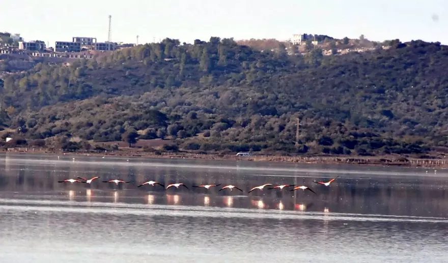 Tuzla Sulak Alanı'na flamingo akını 7