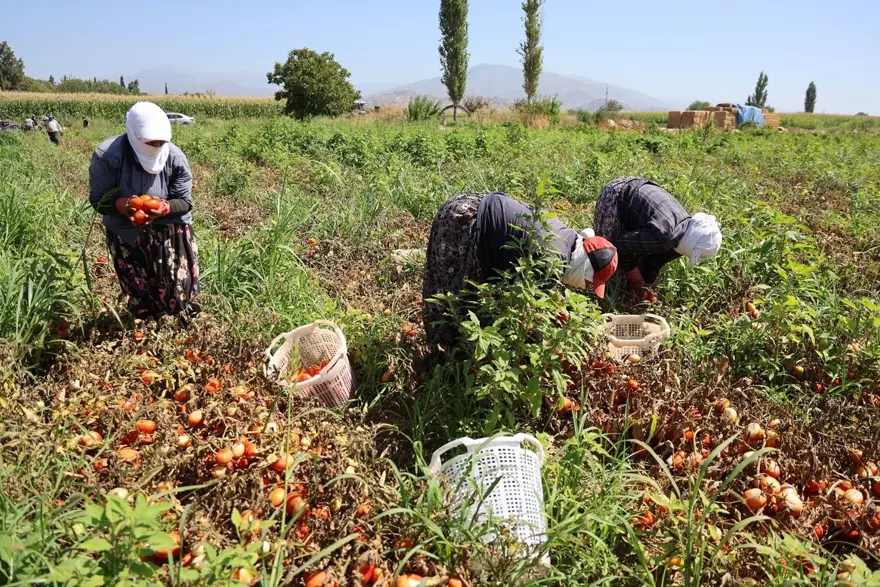 Saati 250 TL'ye çalışıyorlar: Çöl sıcaklarında zorlu ekmek mücadelesi 4