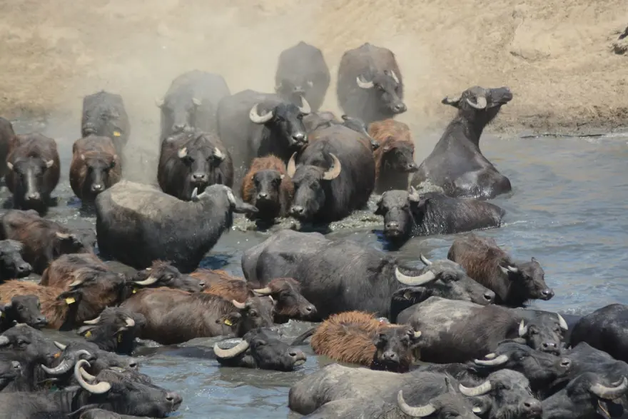 Afrika Serengeti Parkı değil Balıkesir Ovası 1