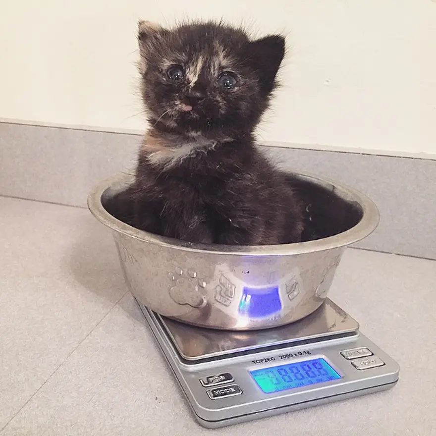 Hayatını kedileri kurtarmaya adadı 208