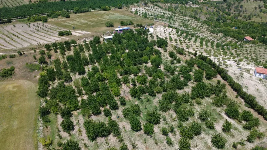 Hasat sabah saatlerinde başlıyor: Günlük 900 lira kazanıyorlar 6