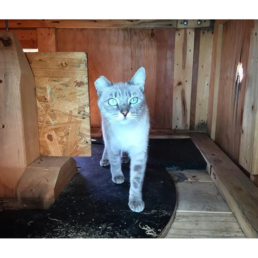 Hayatını kedileri kurtarmaya adadı 336