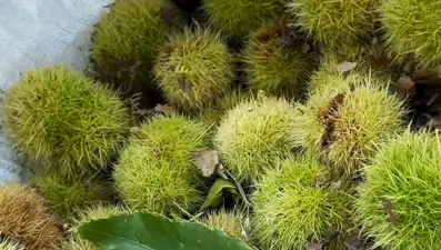 Tezgahta 150 TL'den yerini aldı, talep yağıyor: Bu yıl satıcıların yüzünü güldürdü